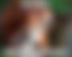 fansly Ballsofabull85 profile photo  