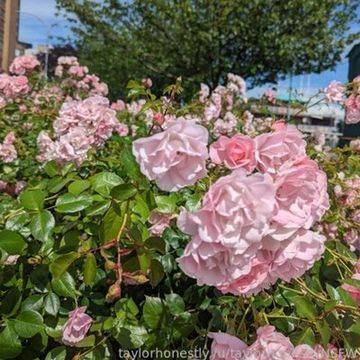 fansly taylorhonestly profile photo. taylorhonestly 6