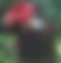 fansly Rex profile photo. Rex 3
