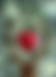fansly Forbidden Fruit profile photo. Forbidden Fruit 39