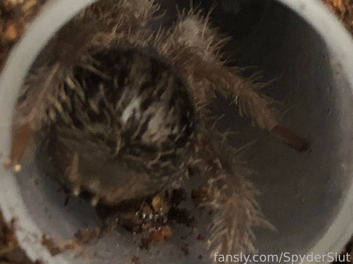 fansly SpyderSlut profile photo. SpyderSlut 27