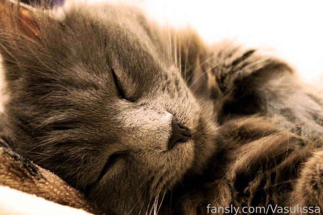 fansly VasilisaCat profile photo. VasilisaCat 7