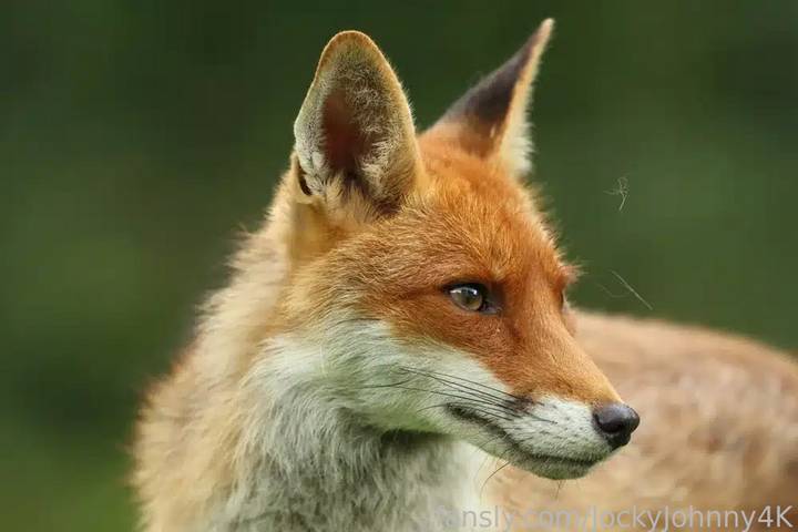 fansly JockyJohnny4K profile photo. JockyJohnny4K 34