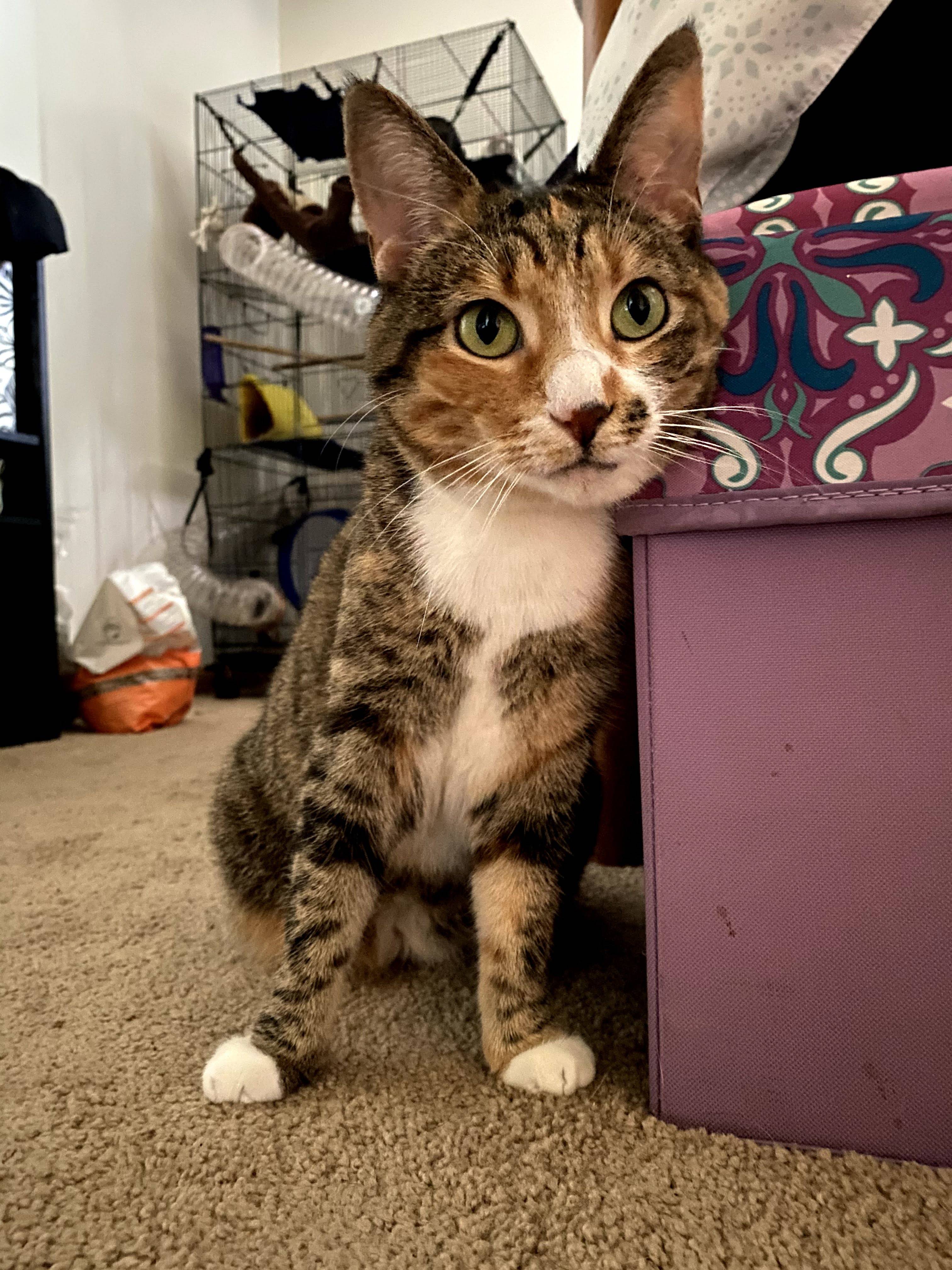 onlyfans Bella profile photo. Bella 15