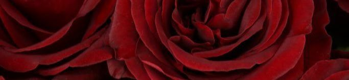 loverfans AmorEva77 profile banner  