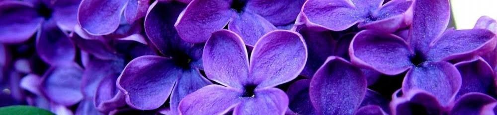 loverfans Violeta Amari profile banner  