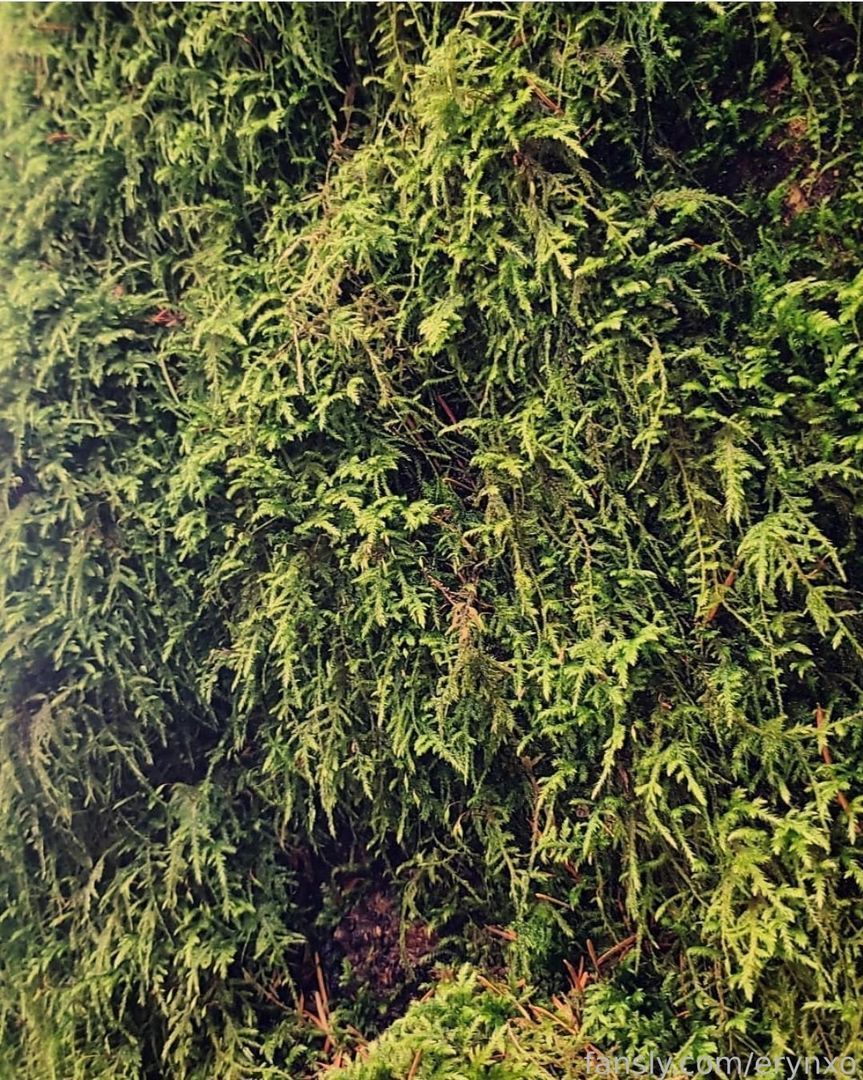 fansly erynxo profile banner  