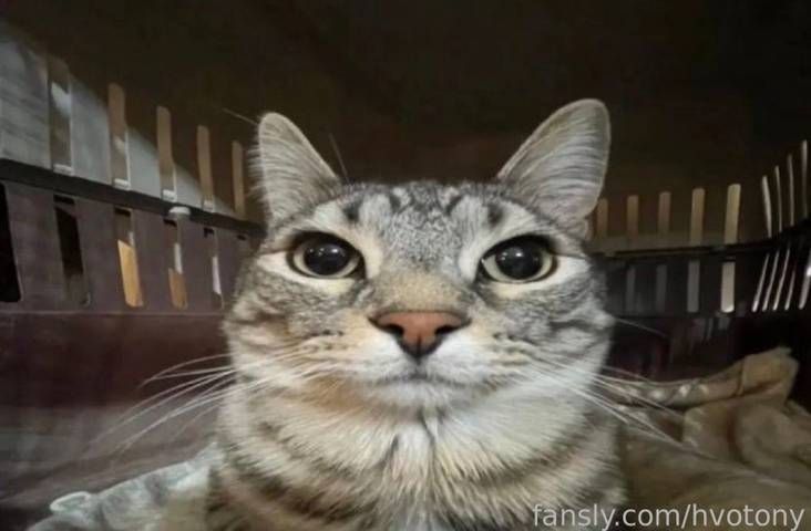 fansly ҉ ҉ profile banner