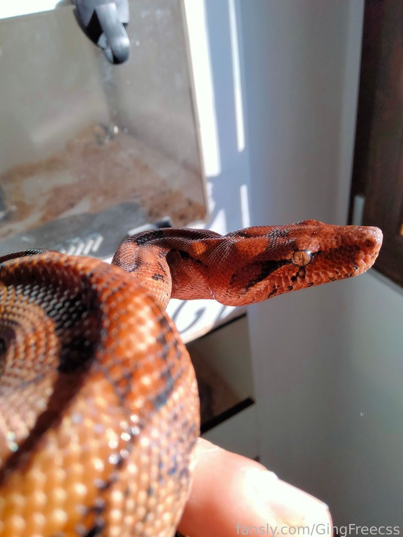 fansly GingFreexxx profile banner  