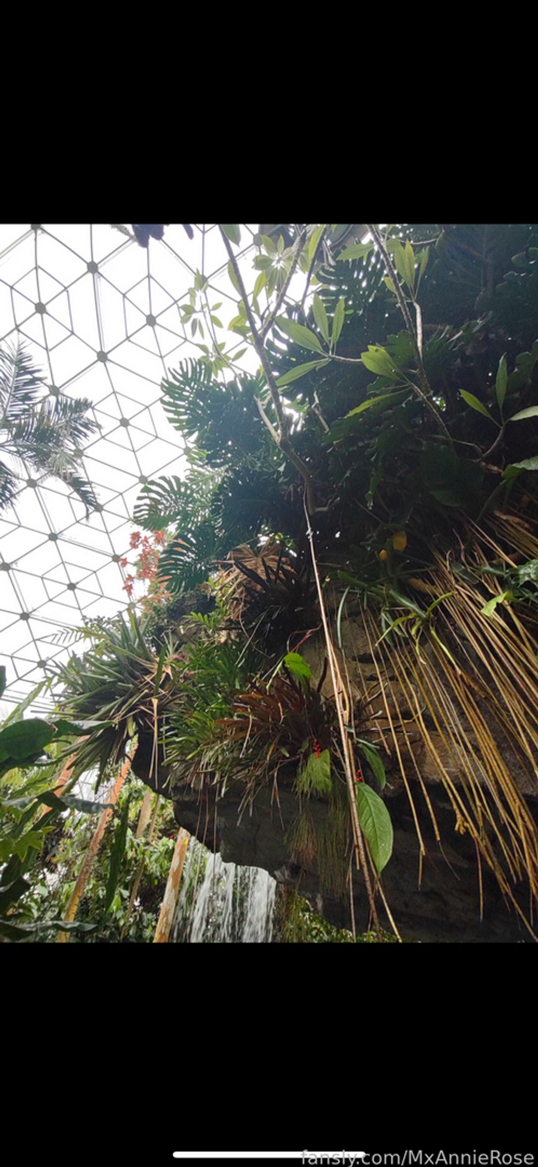 fansly Mx. Annie Rose profile banner  