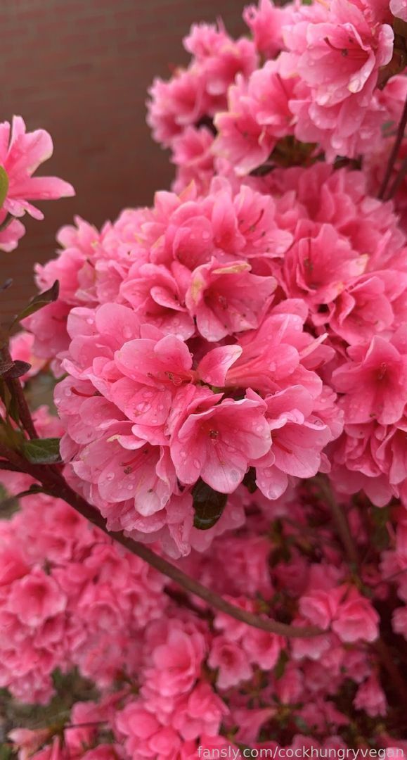 fansly Lust ๐ profile banner