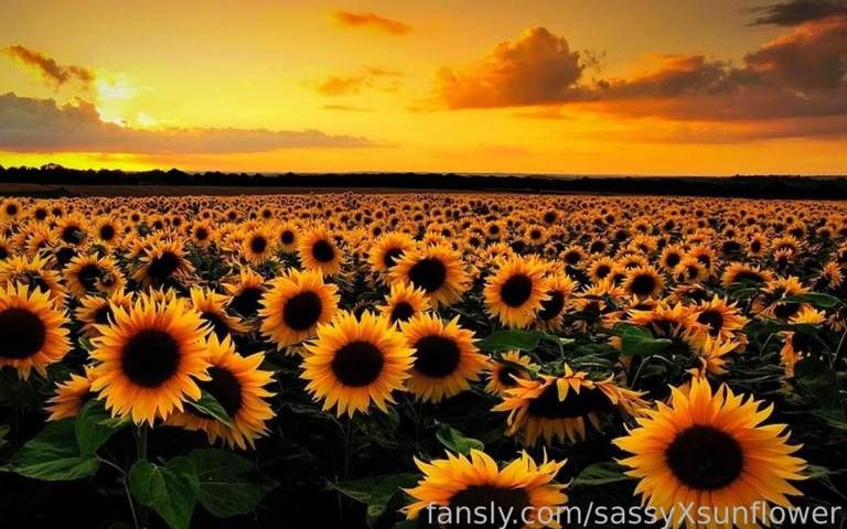 fansly 🌻sassyXsunflower🌻 profile banner  