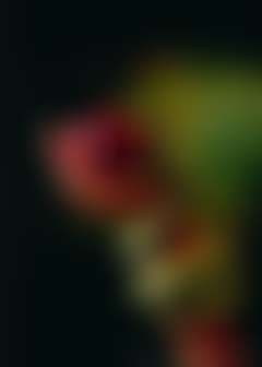 fansly IsabellaTondestin profile banner  