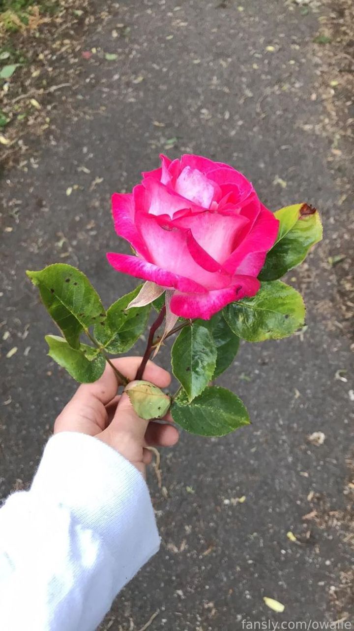 fansly owaile profile banner  