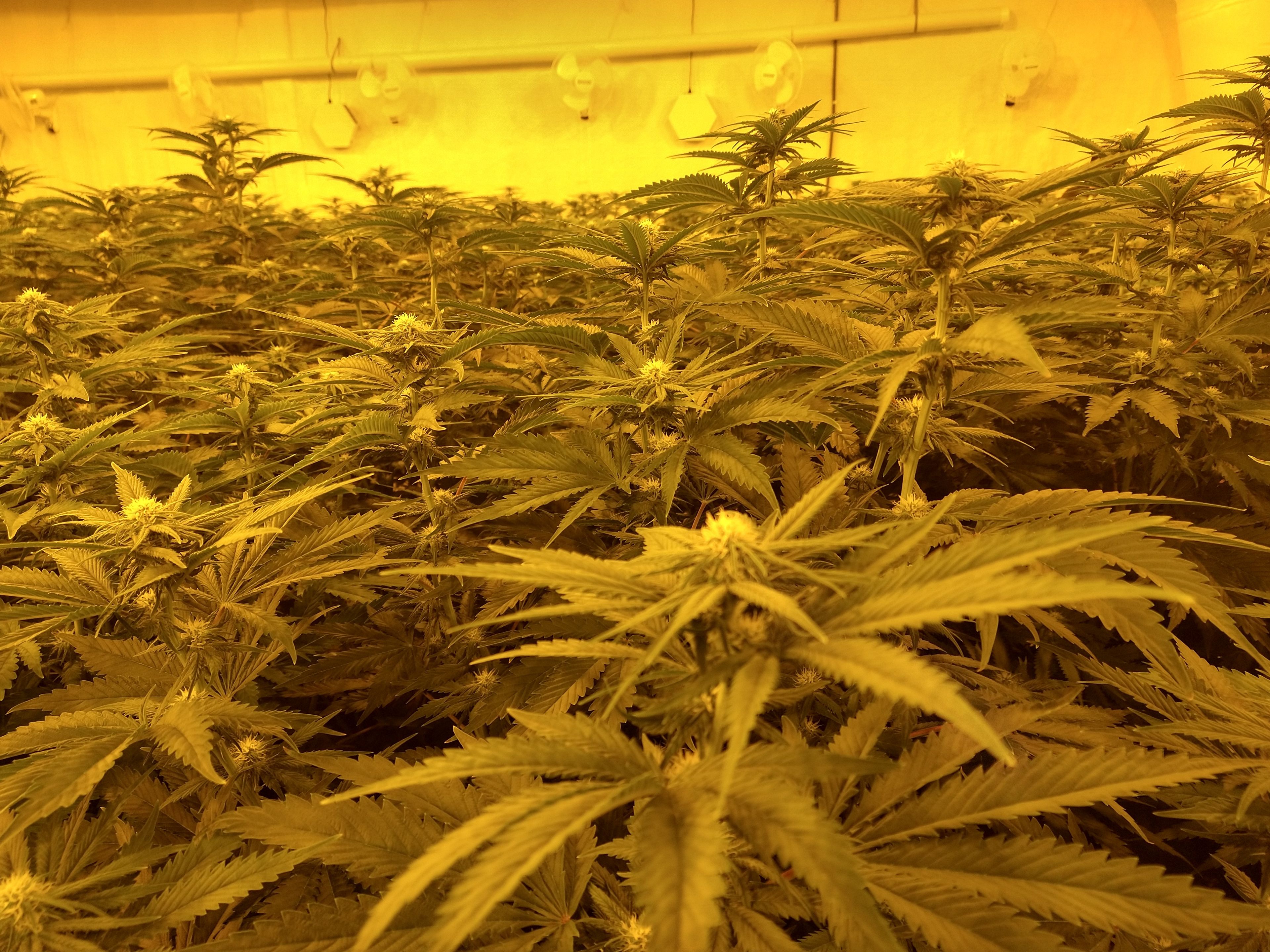 onlyfans Vi profile banner  