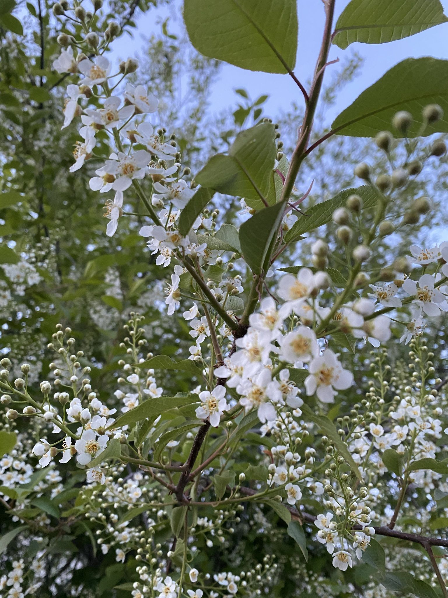 onlyfans Angel profile banner  