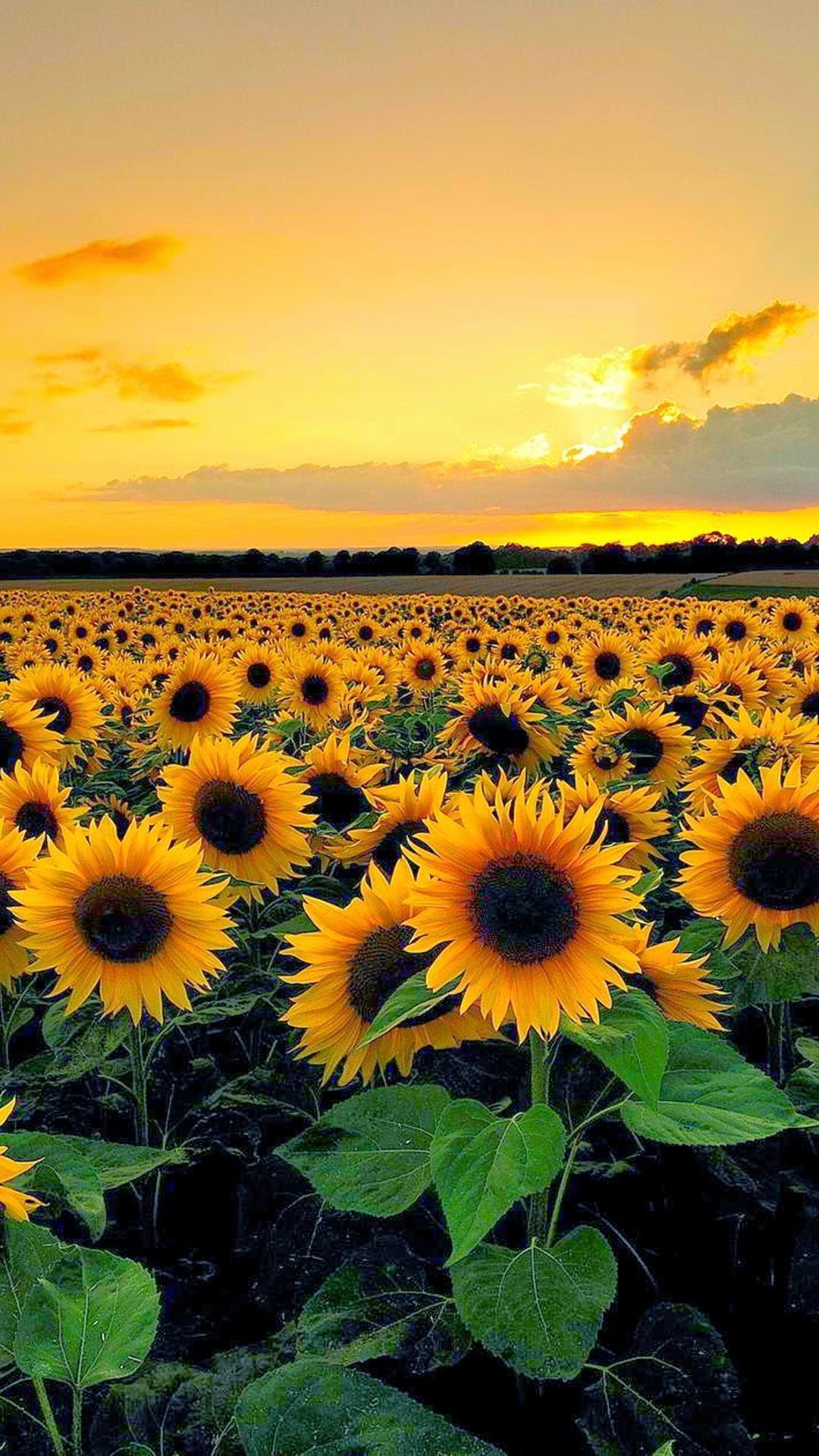 onlyfans Sunnygirl profile banner  