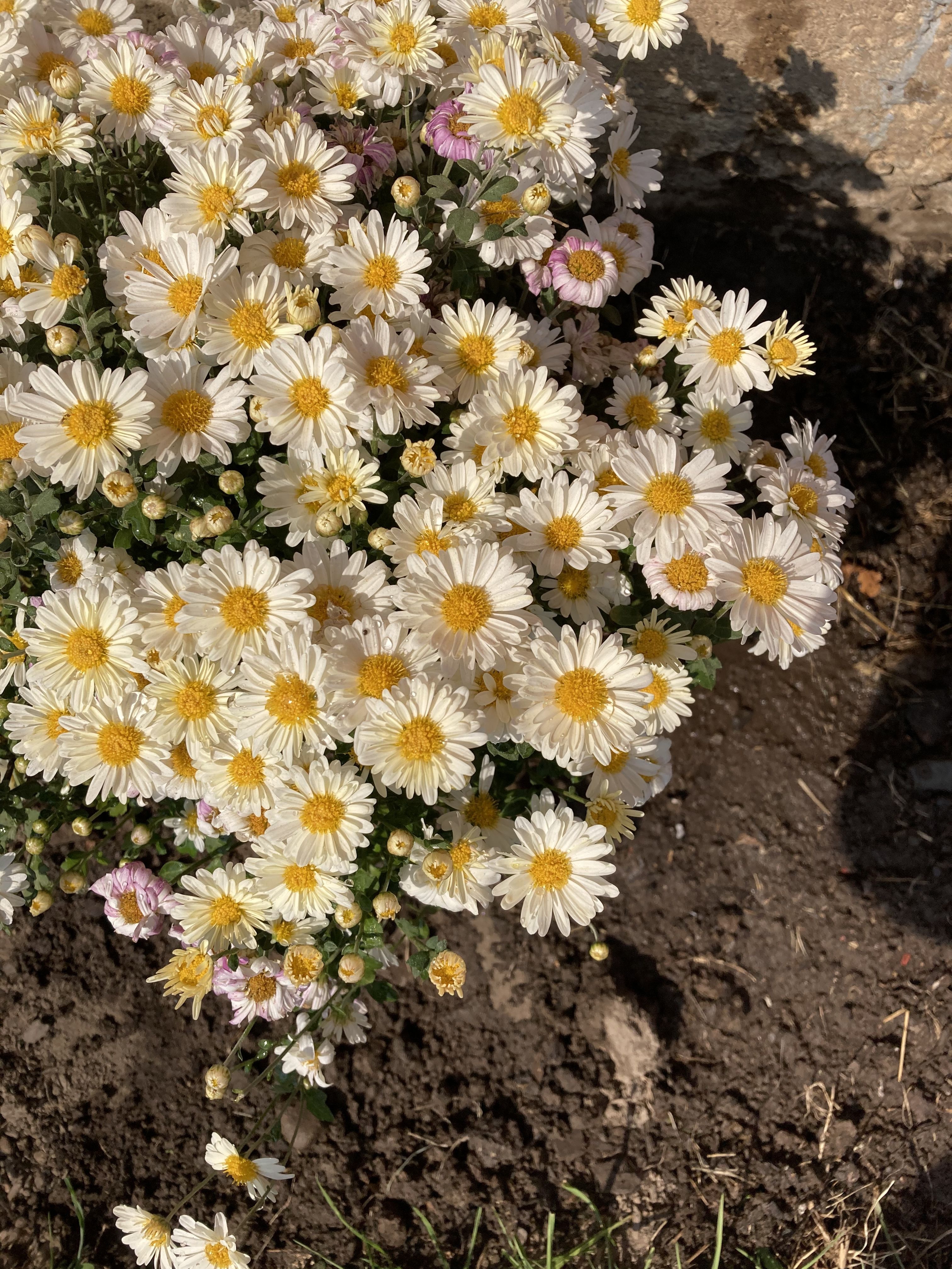 onlyfans Ary profile banner  