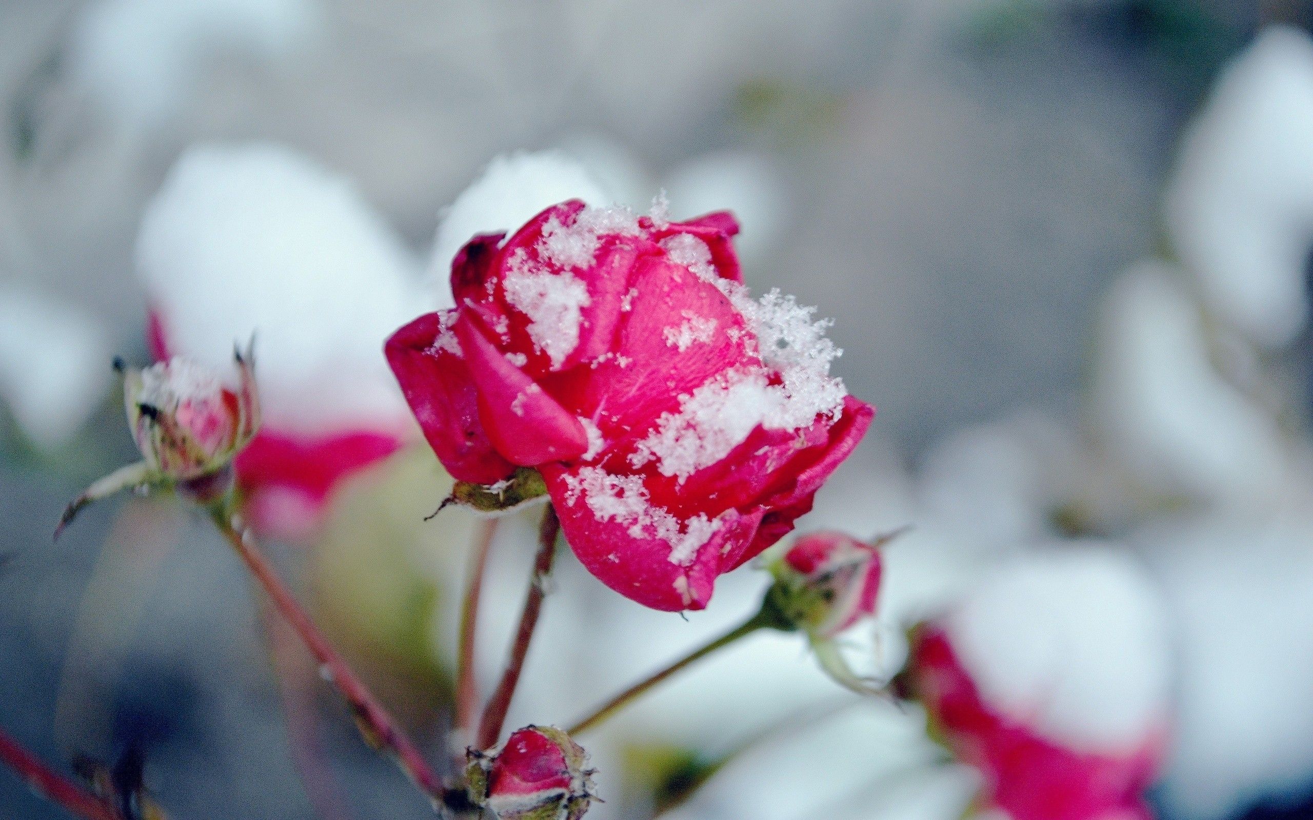 onlyfans Winter's Rose profile banner  