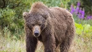 onlyfans Yung Bear profile banner  
