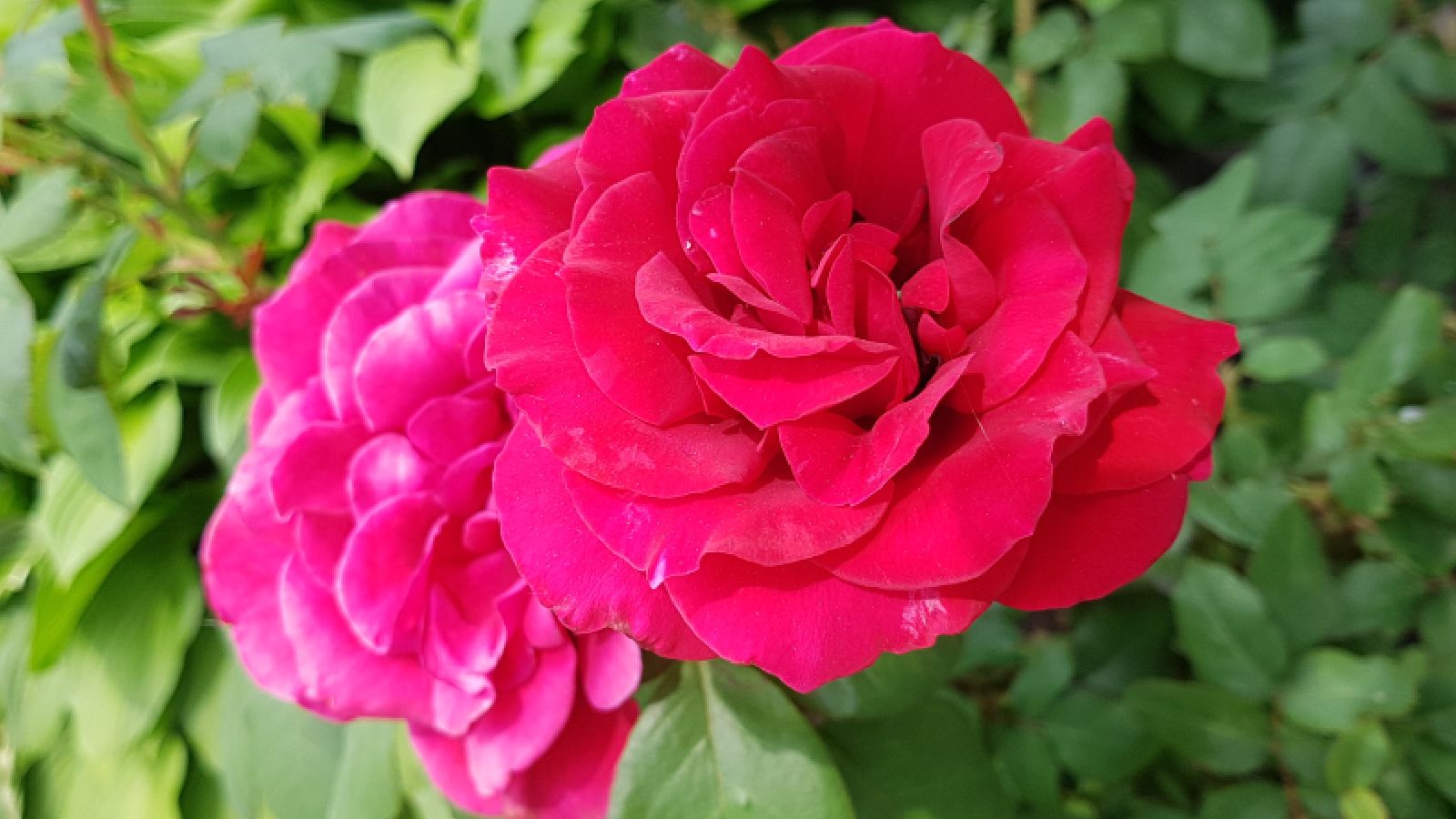 onlyfans Xena's Secret Petals profile banner  