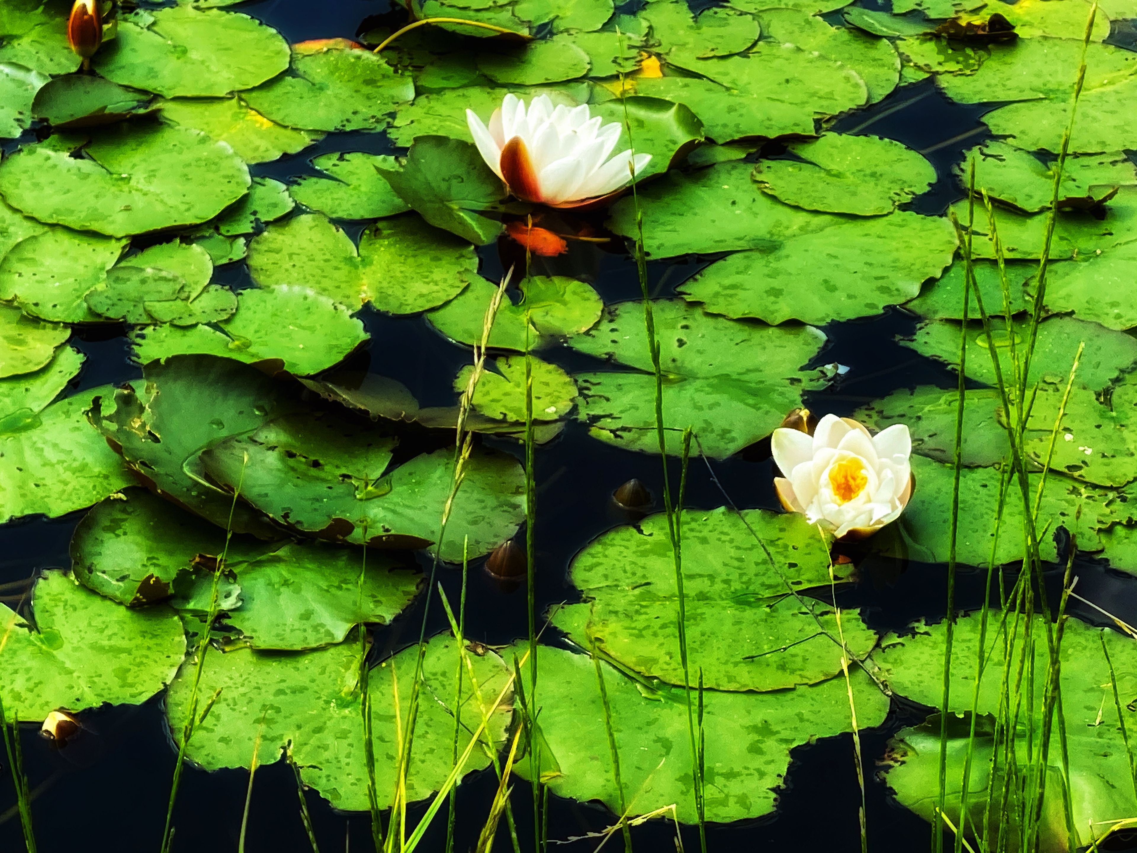 onlyfans Tricia Joy profile banner