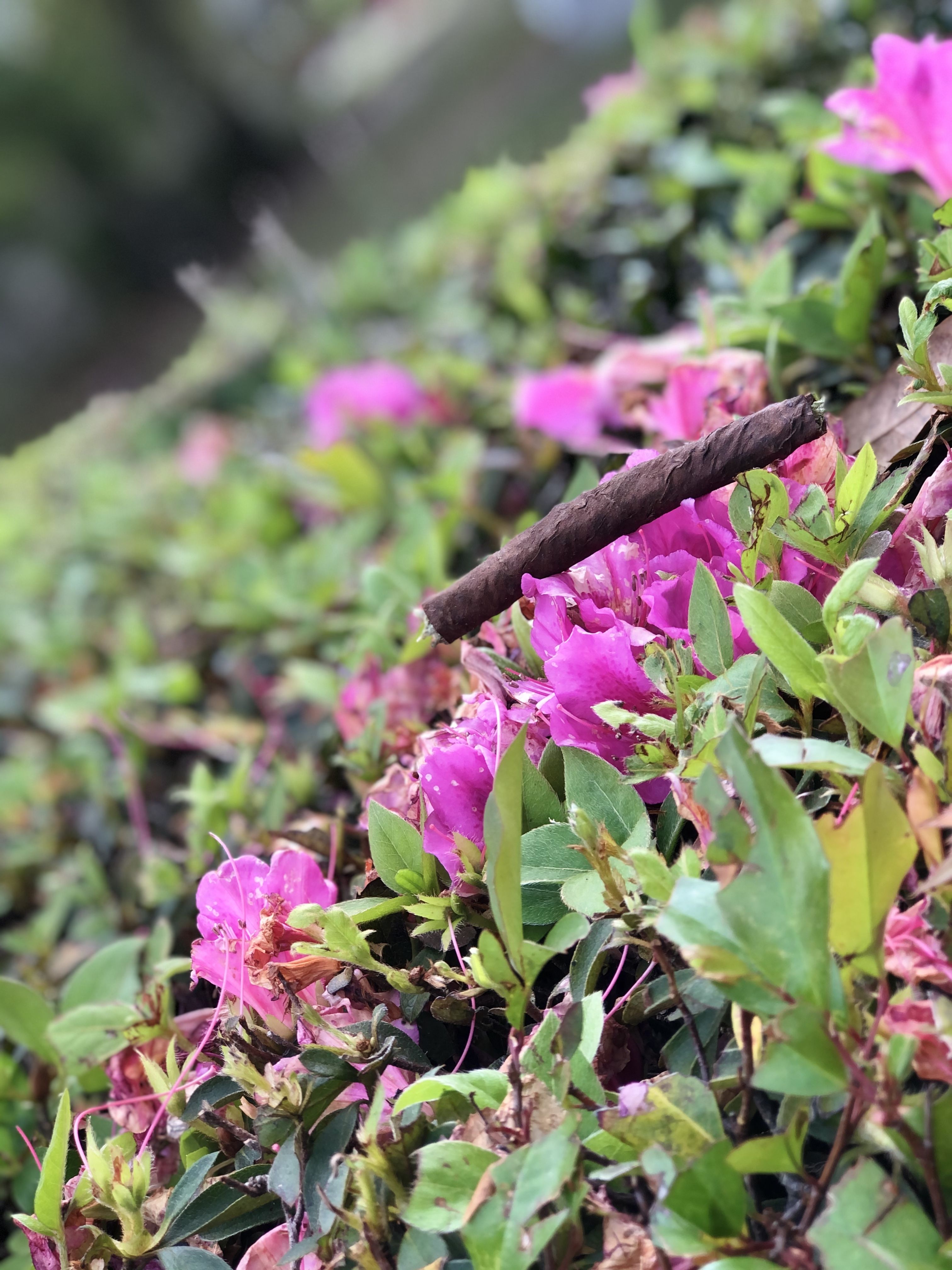 onlyfans Boujie Barbie profile banner