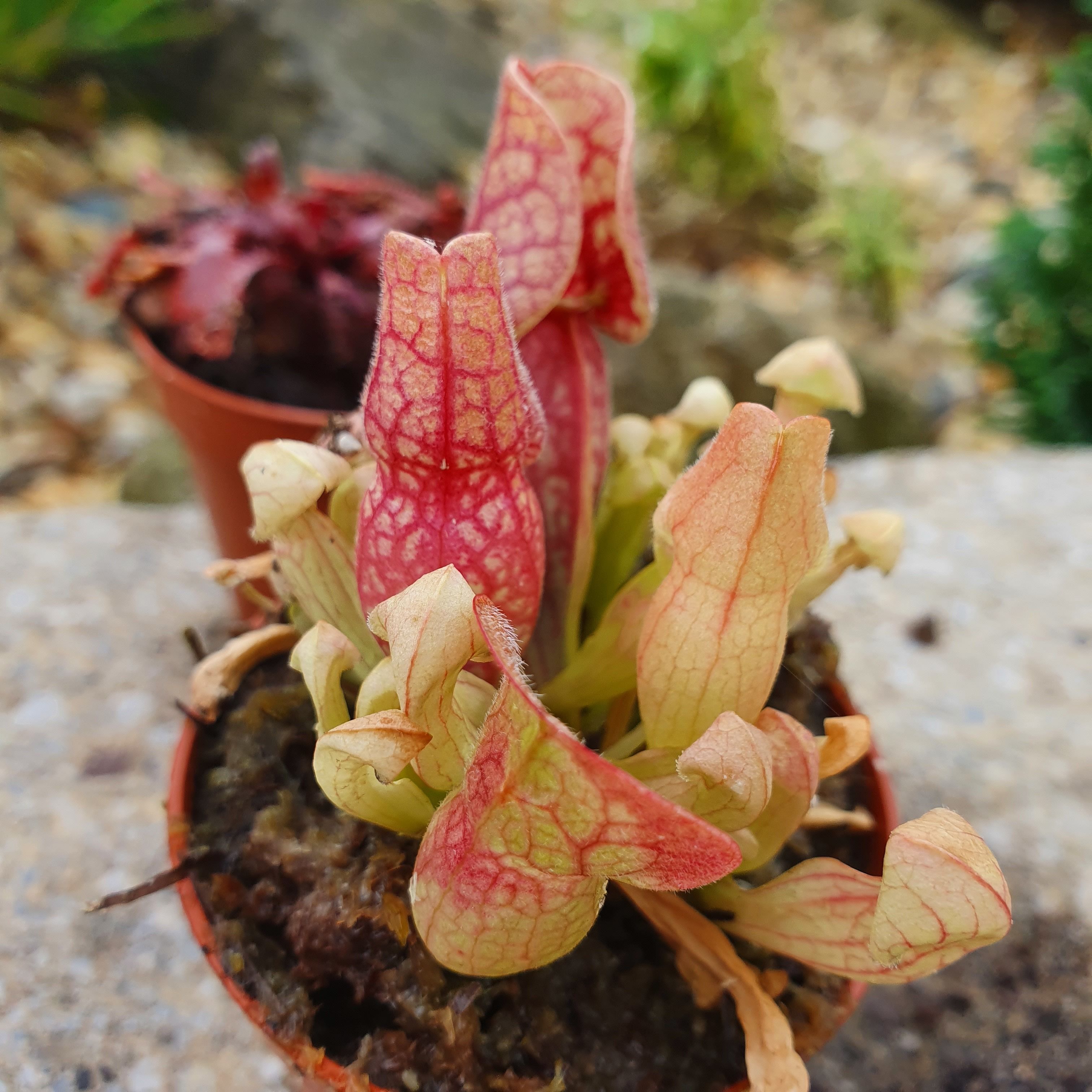 onlyfans Senpai 🎂 profile banner