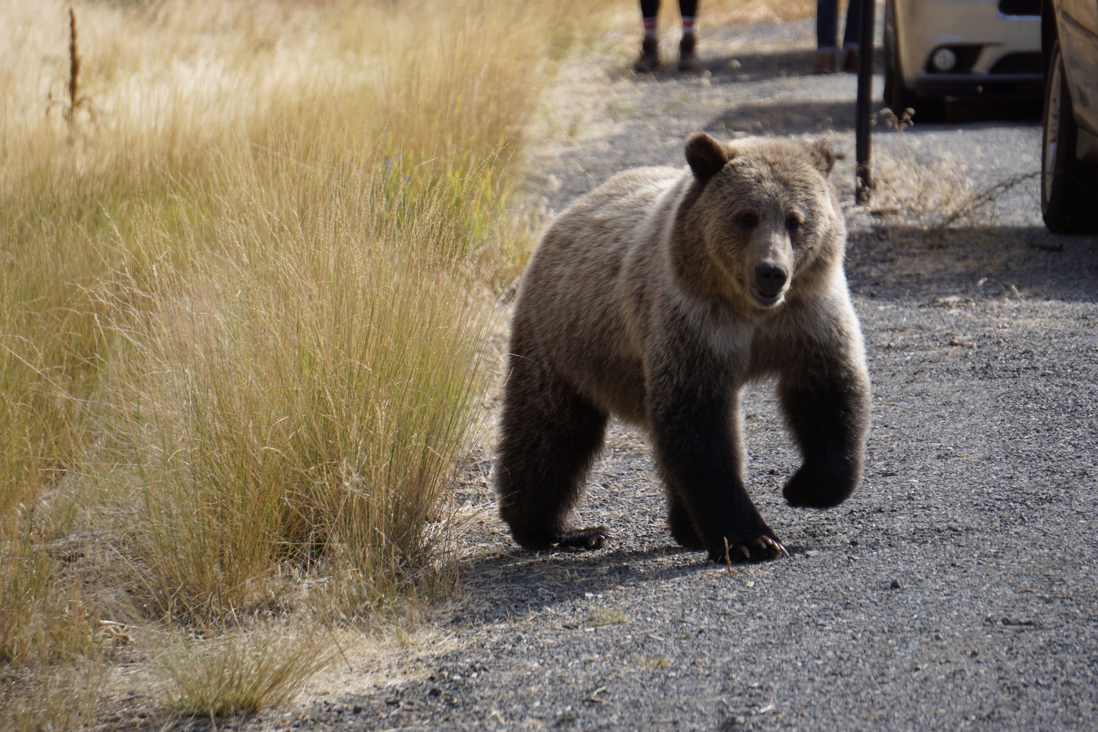 onlyfans DJ Bear profile banner  