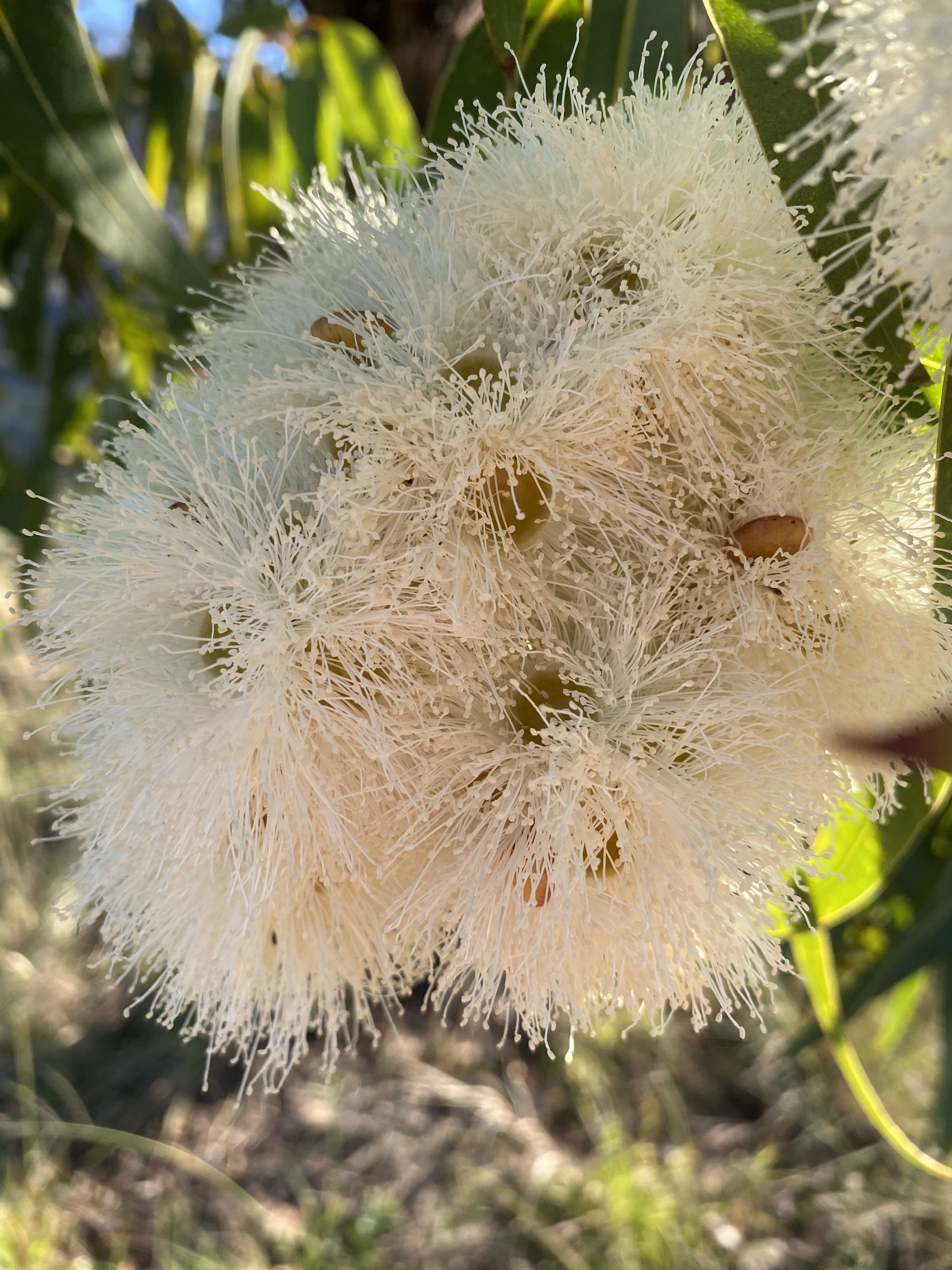 onlyfans Miss. Mara profile banner  