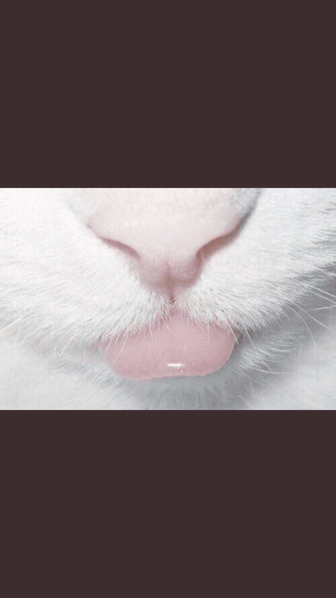 onlyfans Kitty 💕 profile banner  