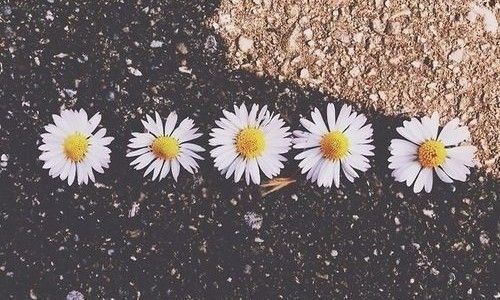 onlyfans Emily profile banner