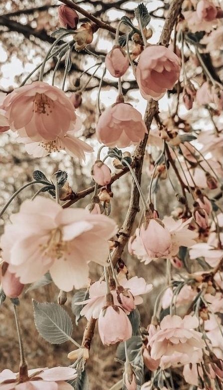 onlyfans Rosie profile banner  