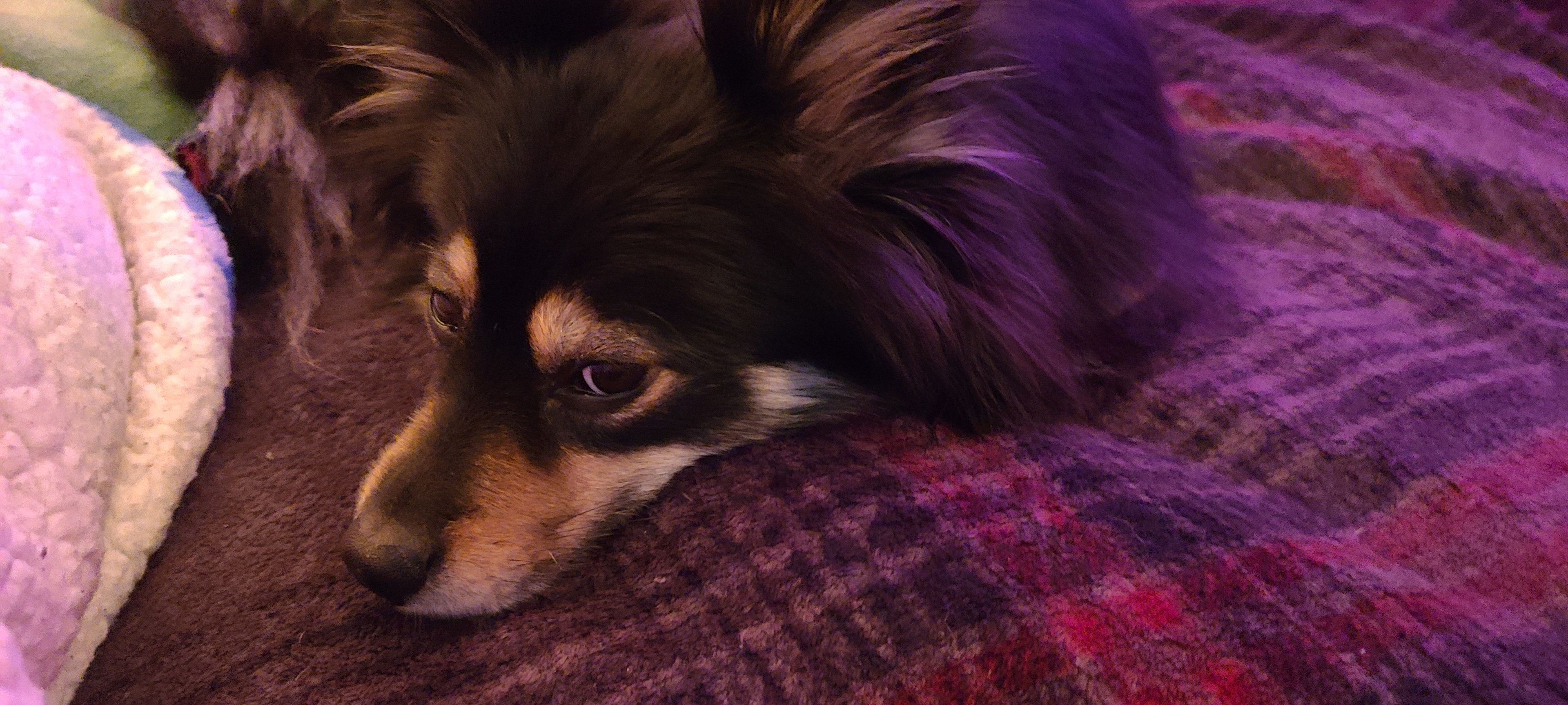 onlyfans Pomsky Mom profile banner