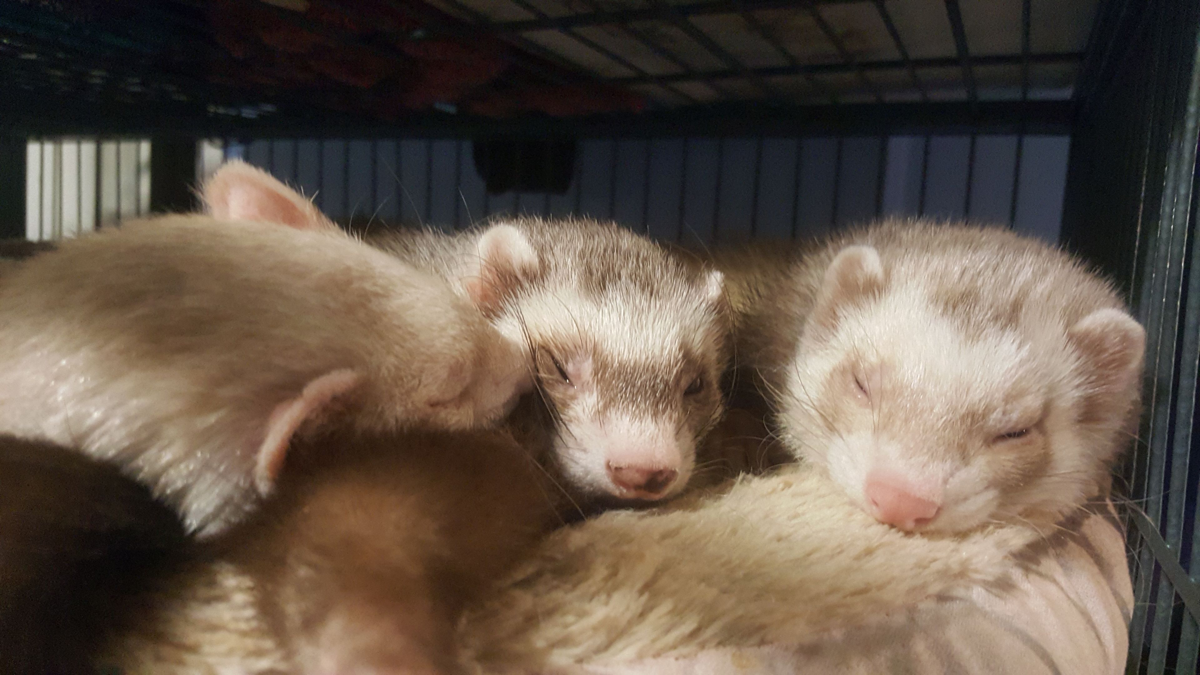 onlyfans Bria Emmeline profile banner