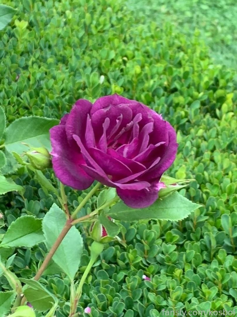 fansly kosboi profile banner