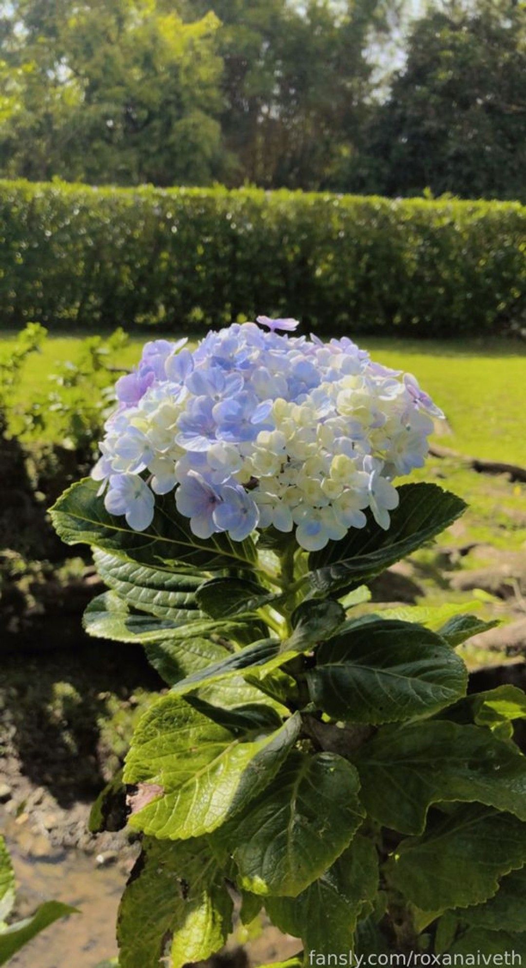 fansly Roxy profile banner