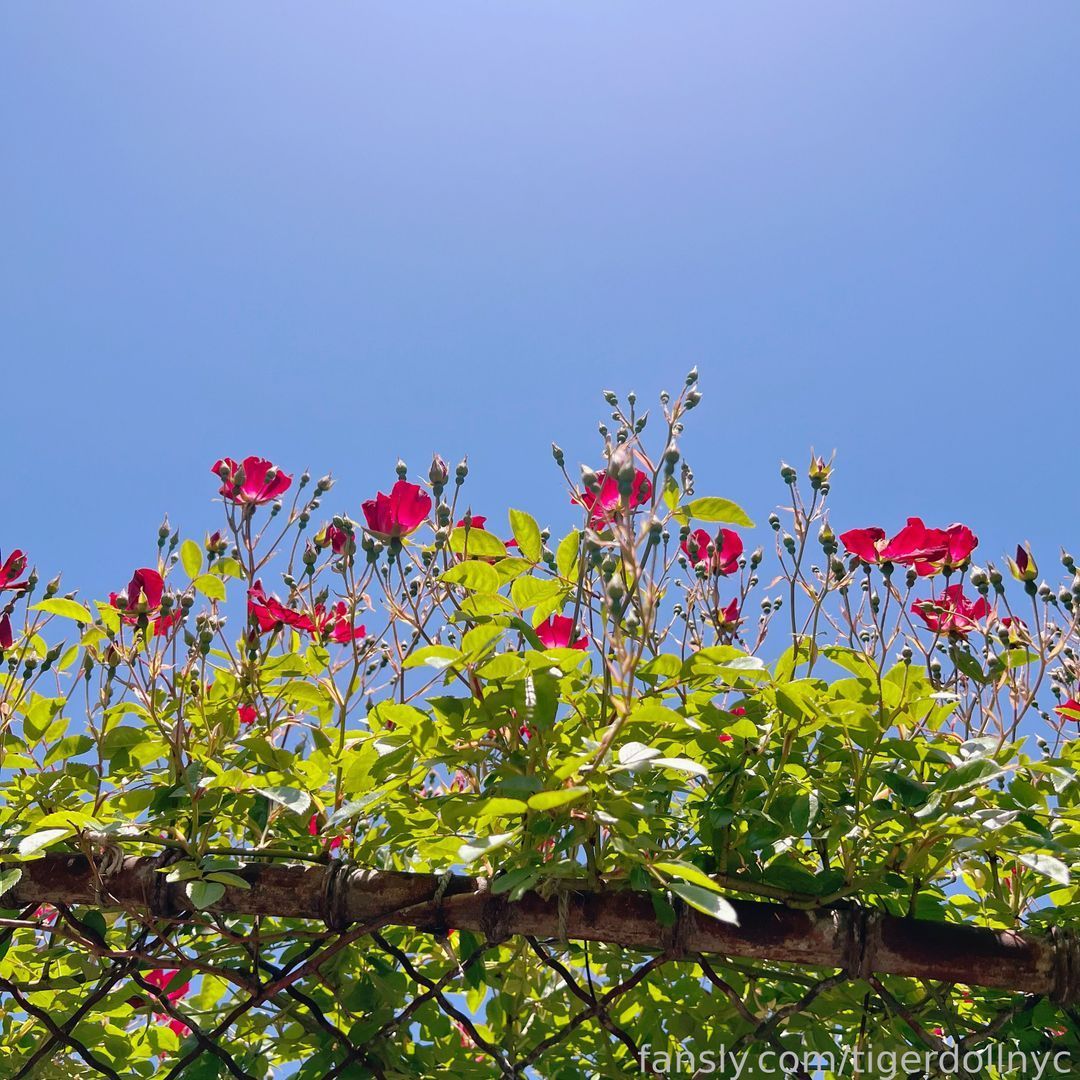 fansly Tiger Doll profile banner