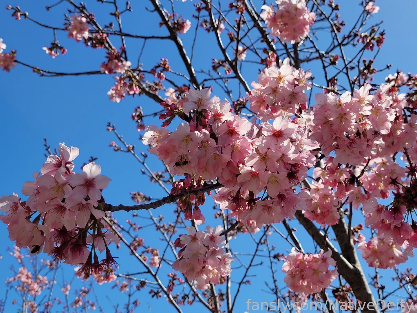 fansly NativeDeity profile banner