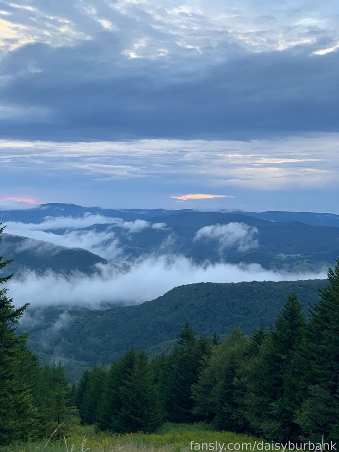 fansly Daisy Burbank profile banner