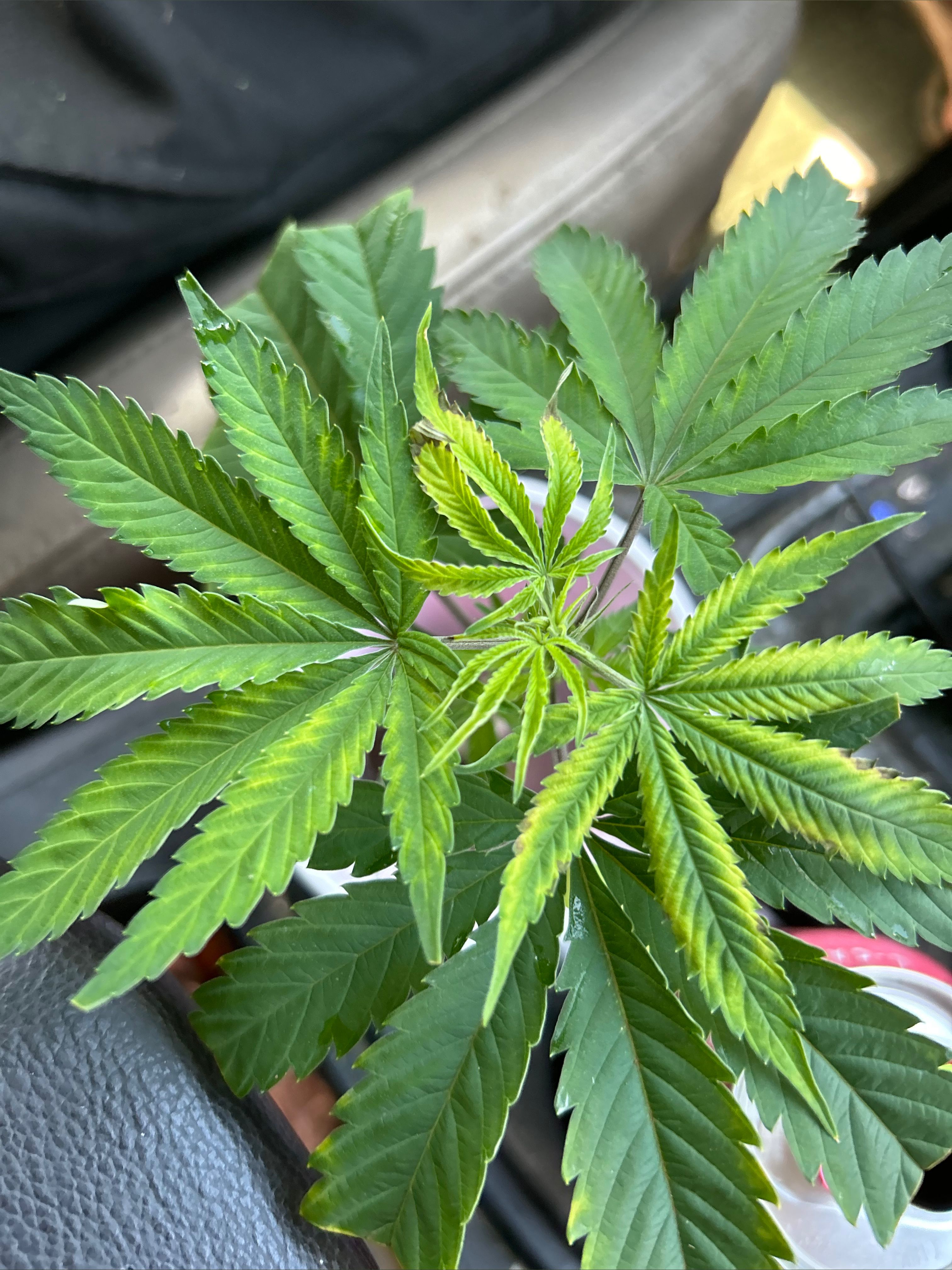 onlyfans Lil Haley 👹 profile banner