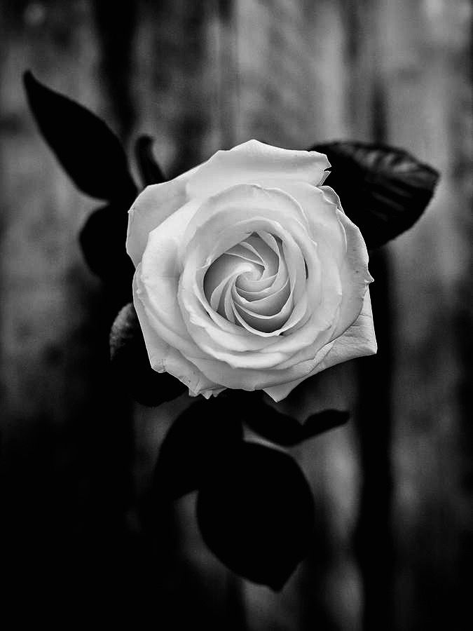 onlyfans π€ Peachy π€ profile banner