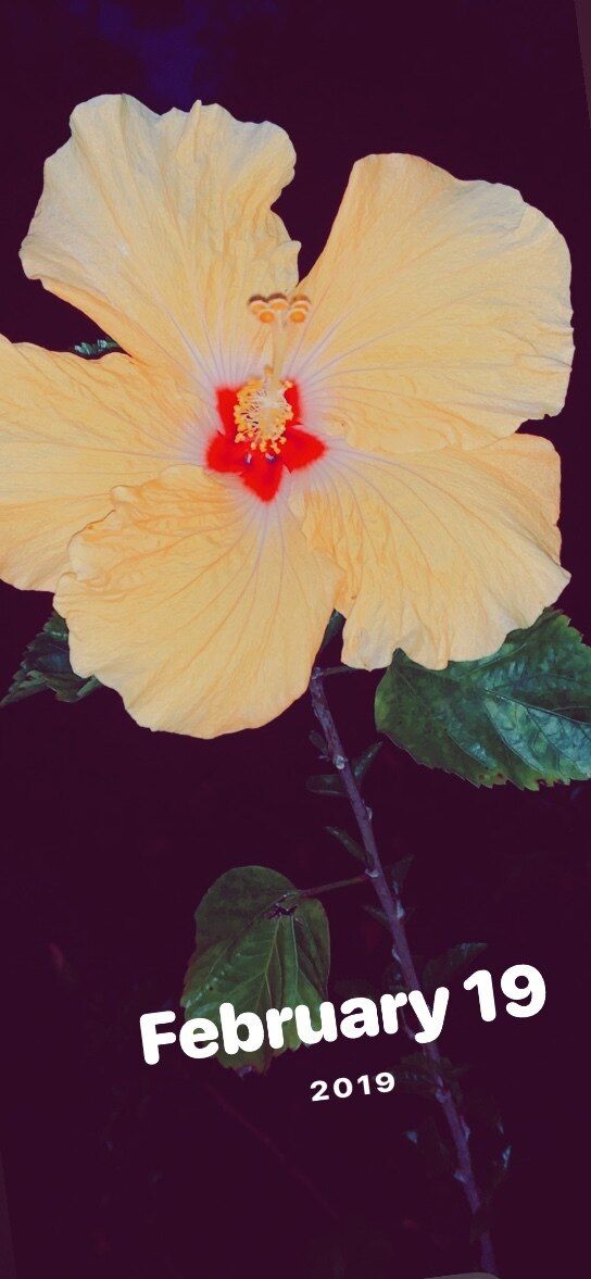 onlyfans Ashlie Spurr profile banner