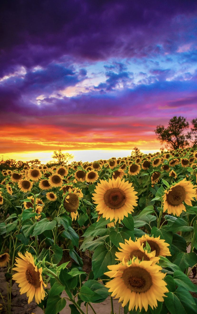 onlyfans Mari profile banner