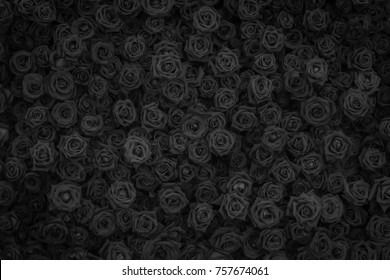 onlyfans Raine profile banner