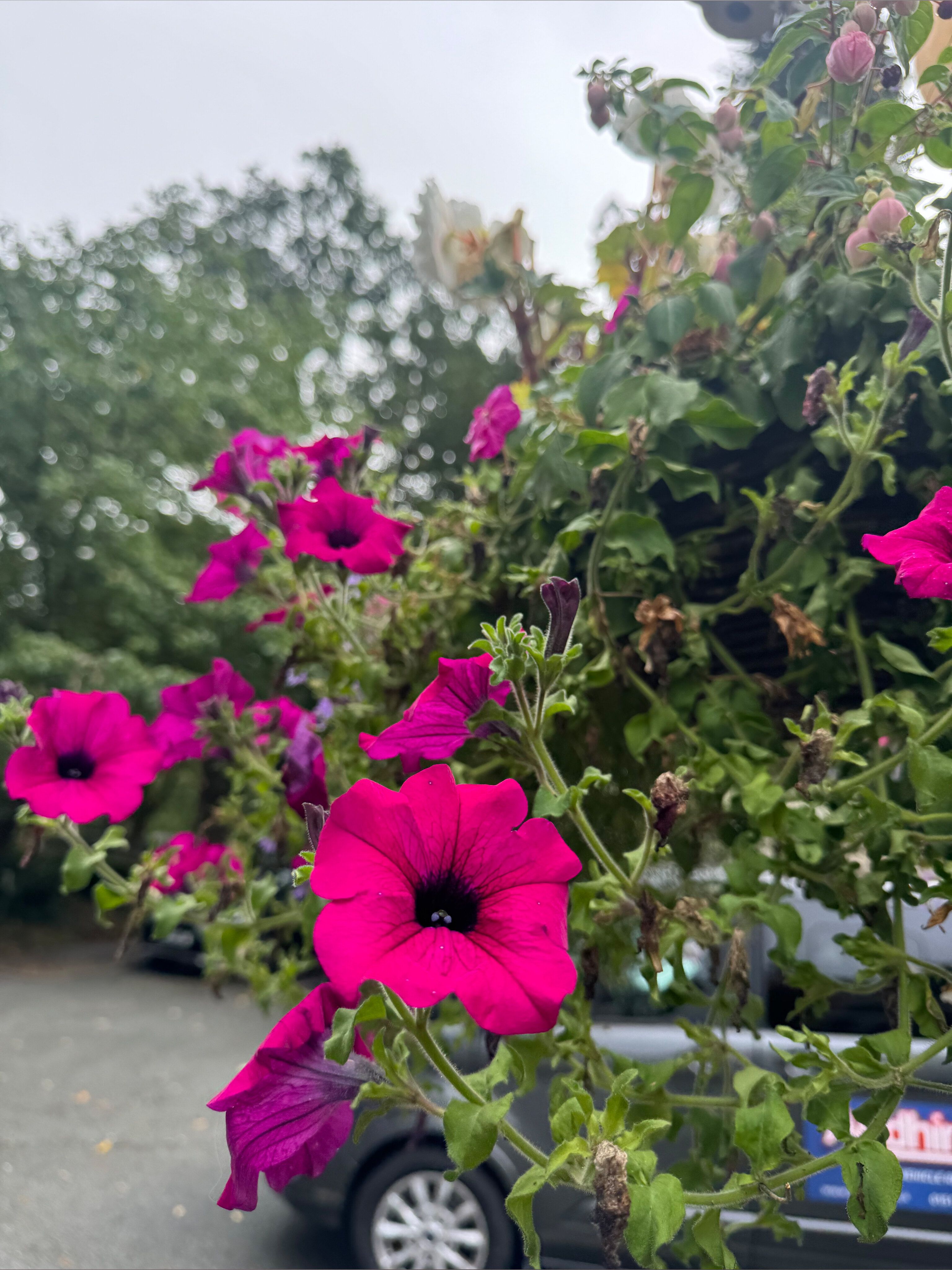 onlyfans Raven Thorn profile banner