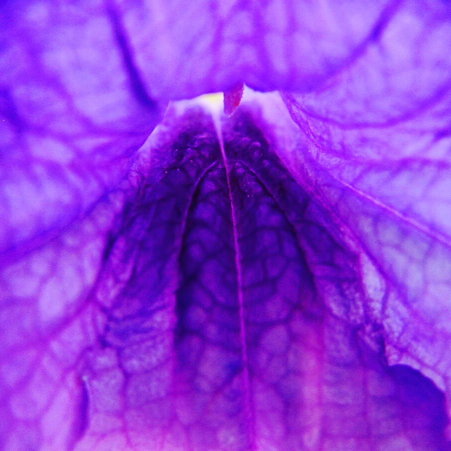 onlyfans Clara Phoenix profile banner