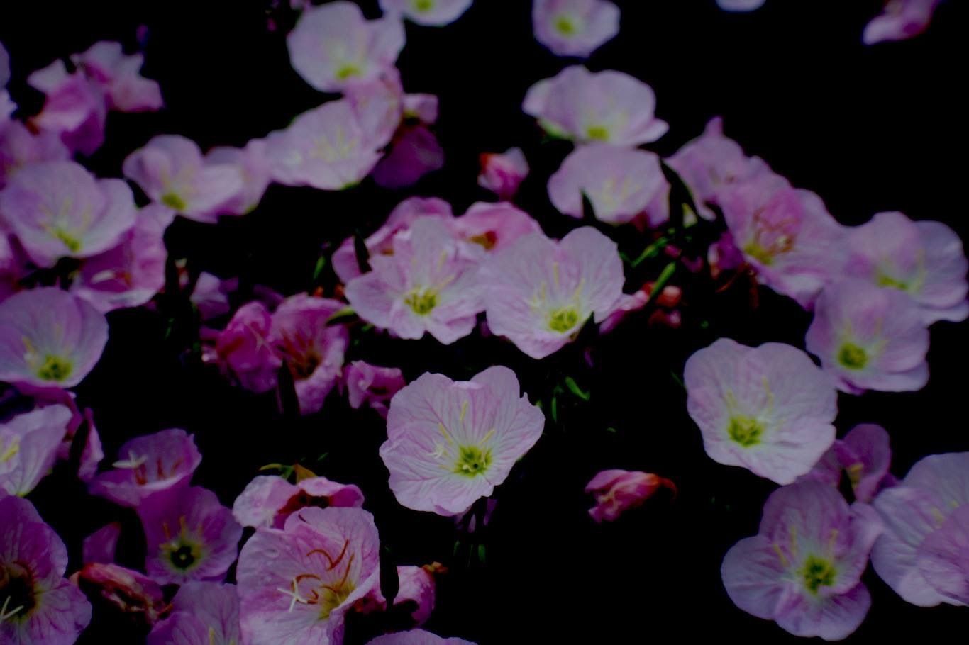 onlyfans little coquette jewess profile banner