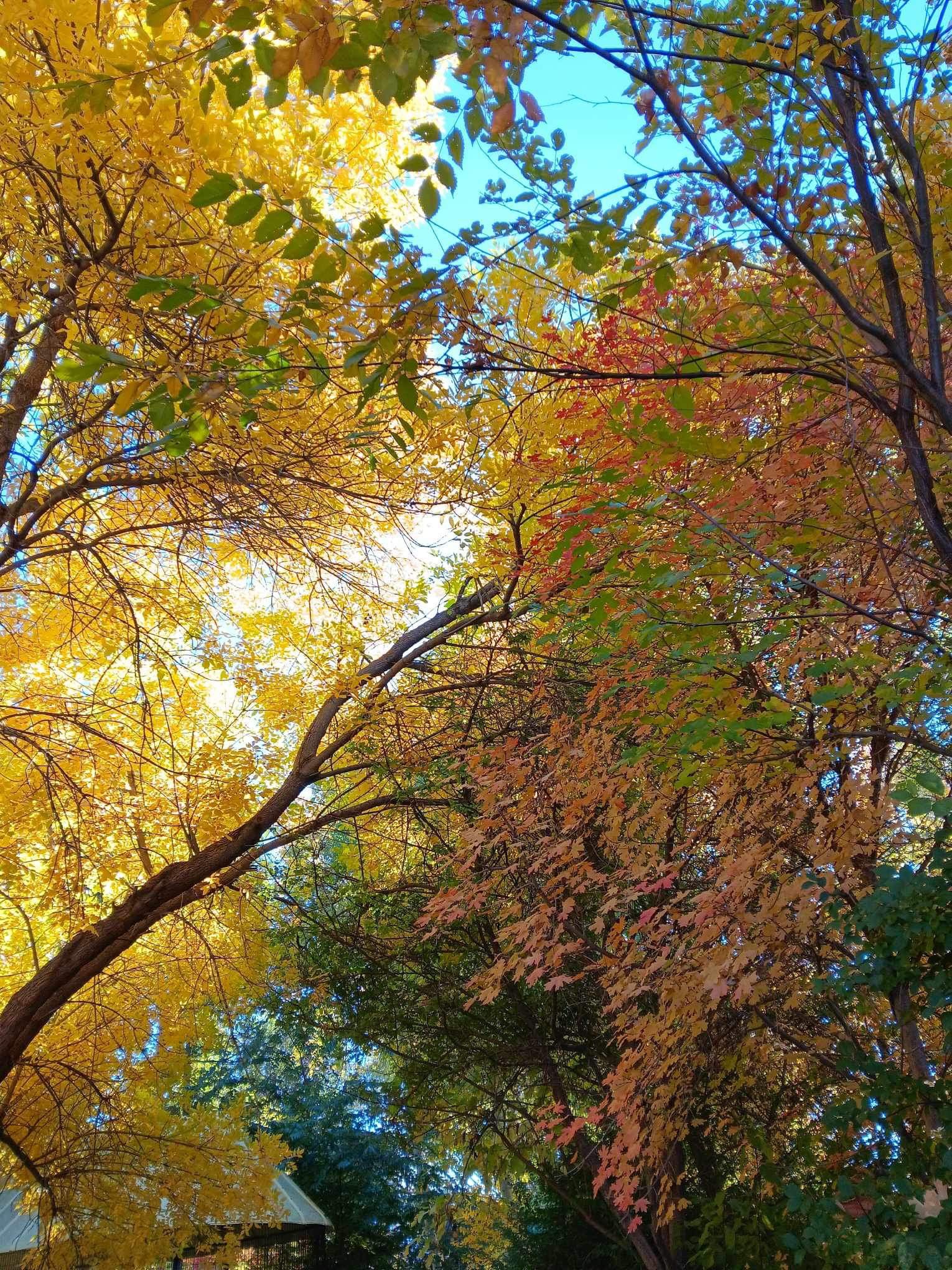 onlyfans Joy profile banner