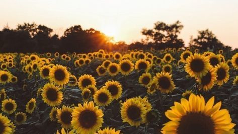 onlyfans Alexa profile banner